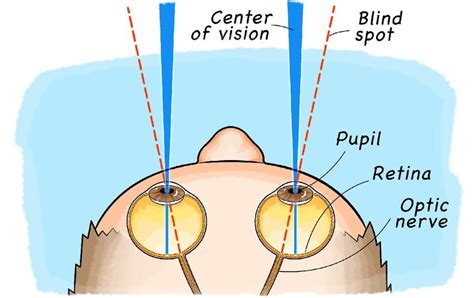 Find Your Blind Spot! - Scientific American