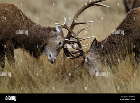 Deer Rut Season Wildlife Stock Photo - Alamy