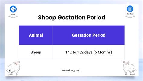 12+ Sheep Gestation Calculator - DhaniDavaidh