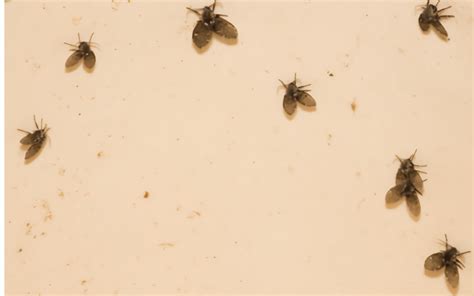 What Are These Tiny Flies In My Bathroom – Artcomcrea