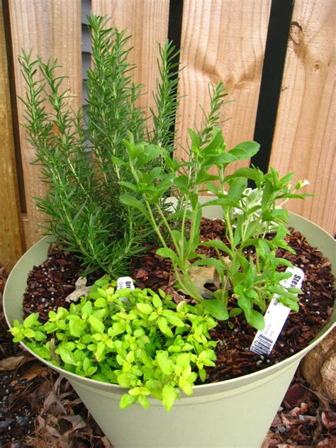 Gardening Tips for Small Spaces: Growing Herbs in Containers