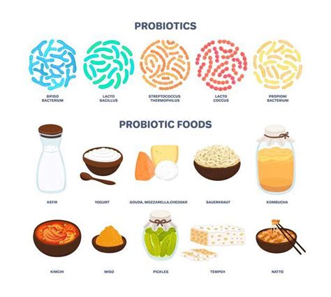 Why Probiotics and Fermented Foods Matter to your Gut ...