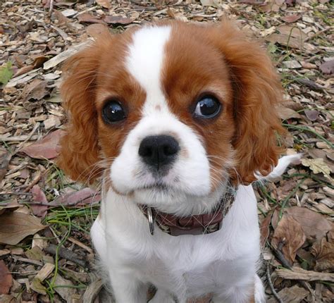 DOGS AND CATS BREED: Cavalier King Charles Spaniel Dogs and Cats ...