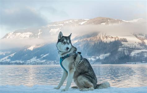 Siberian Husky Snow Wallpaper