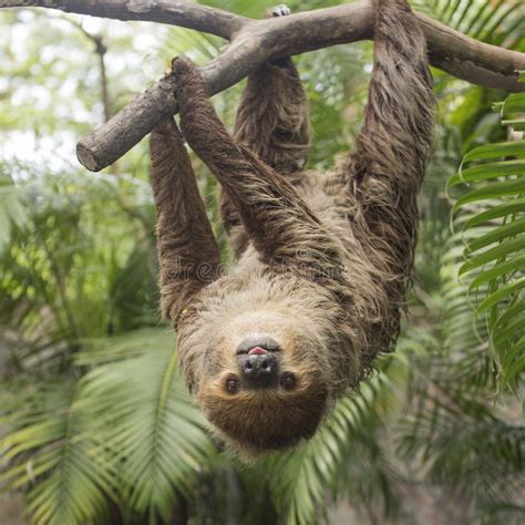 Young Hoffmann's Two-toed Sloth Eating Cucumber Stock Image - Image of ...