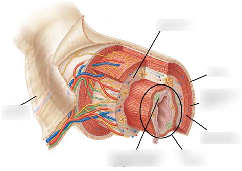 Layers of GI Tract Diagram | Quizlet