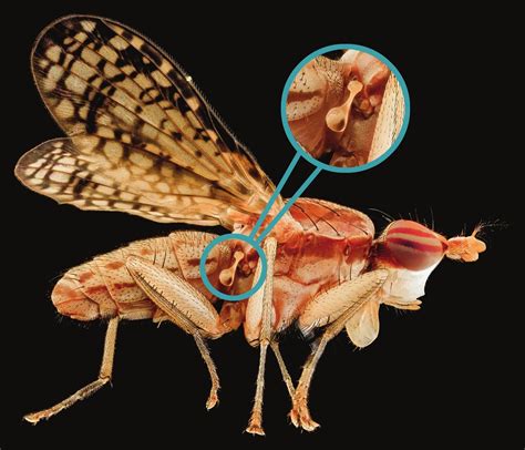 Insect Anatomy | Six-Legged Science: Unlocking the Secrets of the ...