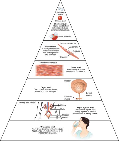 1.2 Structural Organization of the Human Body | Anatomy and Physiology ...