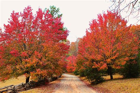 Fall in Blue Ridge | The Best Things to Do in Blue Ridge, Georgia