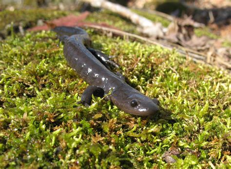 It’s Jefferson Salamander Mating Season in Burlington: Time to Close ...