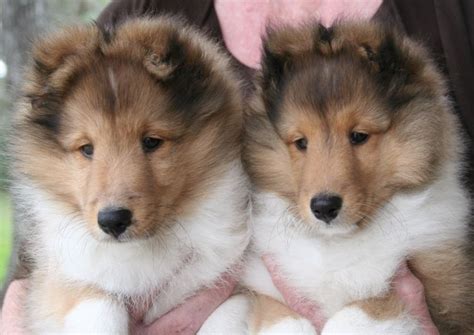 Cute Dogs|Pets: Sable Shetland Sheepdog ( Sheltie ) Puppies