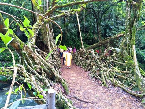 The extraordinary Living Root Bridge in Meghalaya, India - A Revolving ...