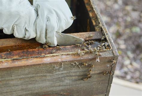 Beekeeper Hands, Honey Production and Bees Business on Agriculture Bee ...