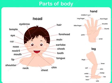 The human body | Science lessons for grade 1