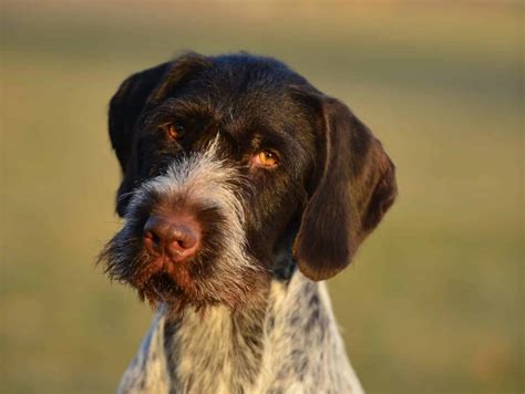 German Wirehaired Pointer Coat - Showsight