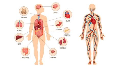 trucco appetito Rovinare physiology of human body Possesso volontario ...