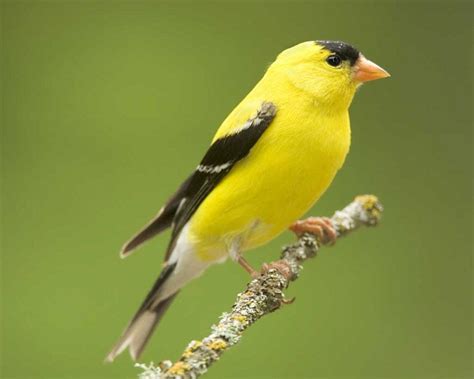 American Goldfinch Facts, Habitat, Diet, Life Cycle, Pictures