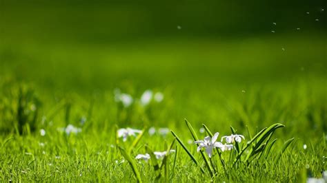 Summer Flowers in the Grass HD Wallpaper