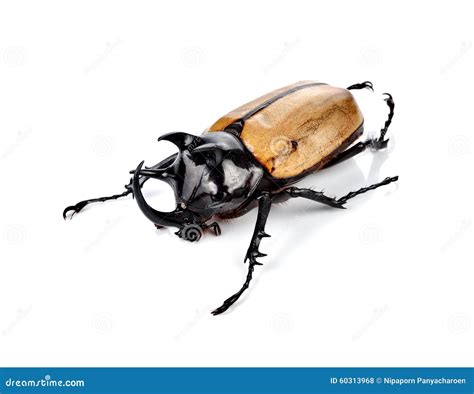 Fighting Beetle (rhinoceros Beetle) Stock Photo - Image of entomology ...