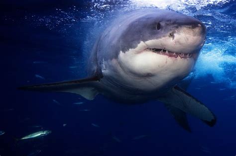 Great White Sharks Habitat | Great White Shark Facts