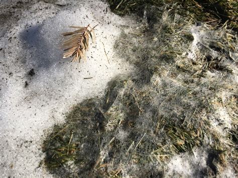 SNOW MOLD TREATMENT FOR LAWNS | HAPPY ROOTS - THORNTON, CO | Happy ...