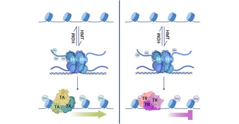 What Is Histone Methylation?- CUSABIO