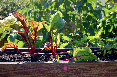 How to Prepare for a Fall Vegetable Garden