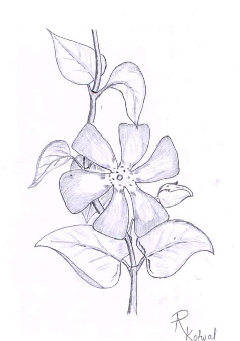 Pencil Sketch Of Flowers - Desi Painters