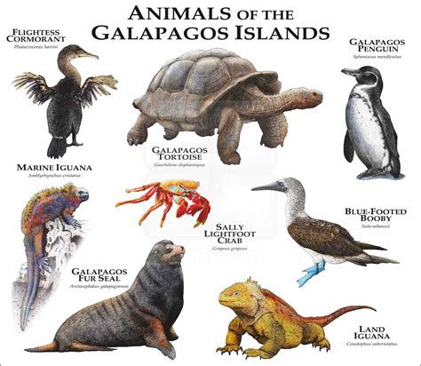 Animals of the Galapagos Islands Poster Print - inkart