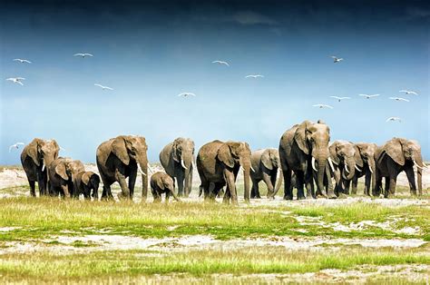 Herd Of African Elephants, Amboseli by Mike Hill