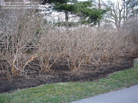 Oakleaf hydrangea winter character and texture of 14 year old mass ...