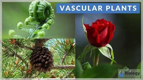 Vascular plants Definition and Examples - Biology Online Dictionary