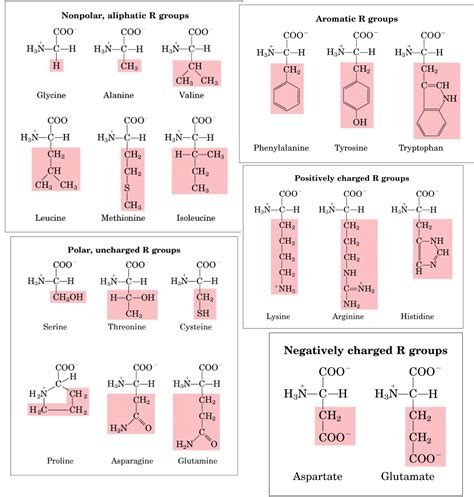 Amino Acids: Chemistry, Biochemistry & Nutrition | Amit Kessel Ph.D