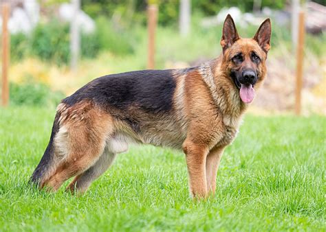 German Shepherd | Dog Breed, Description, Temperament, & Facts | Britannica