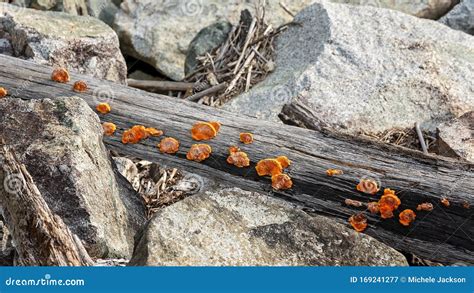 Orange Fungi Growing on Wood Stock Image - Image of mold, common: 169241277