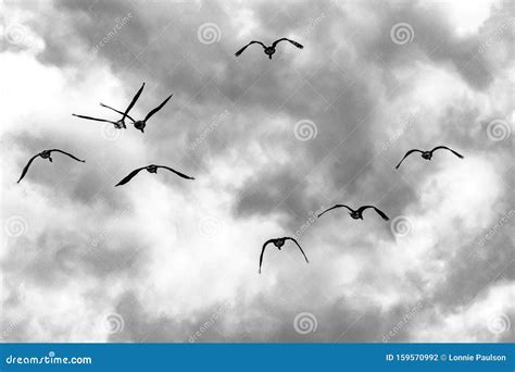 A Flock of Birds Flying Below the Clouds Stock Photo - Image of flock ...