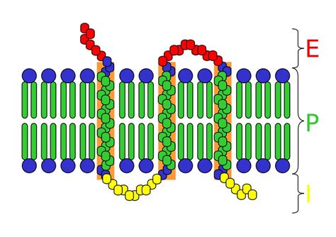 Integral Protein - Definition, Function, Structure, Quiz | Biology ...