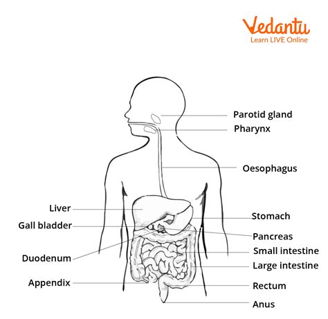 Alimentary Canal Diagram And Functions Alimentary Canal Diag