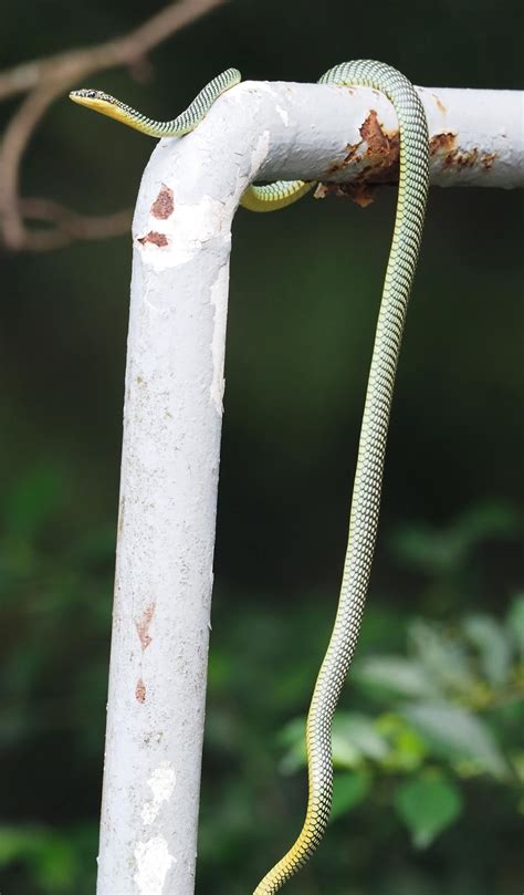 Singapore Menagerie: Paradise Tree Snake