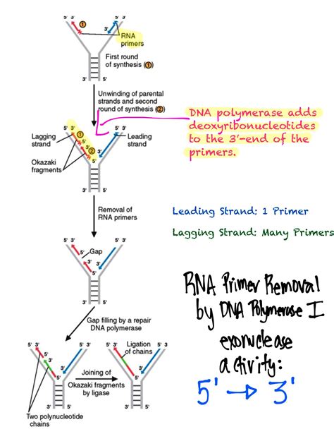 DNA Polym I Primer Removal: exonuclease activity Biology Lessons ...