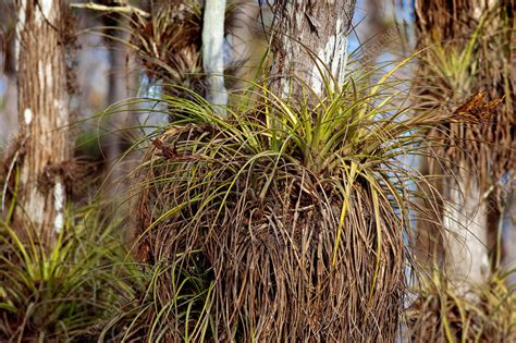 Epiphytes - Stock Image - C028/7341 - Science Photo Library