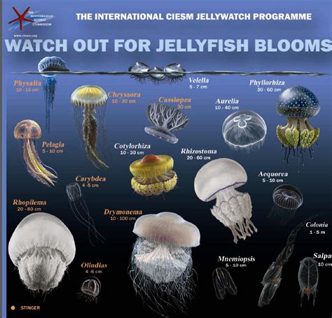 Jellyfish.PNG (812×779) | Types of jellyfish, Jellyfish species, Jellyfish