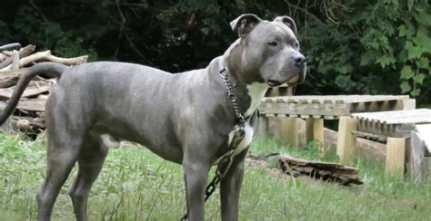 Blue Nose Pitbull Ultimate Guide: Pictures, Characteristics, & Facts