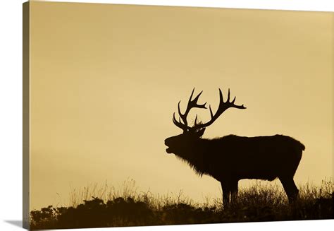 Tule Elk dominant bull bugling during rut at sunrise, California Wall ...