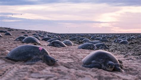 Watch 64,000 Green Sea Turtles Swim to Their Nesting Site