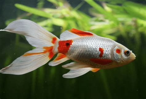 819 Comet Goldfish Colors Royalty-Free Photos and Stock Images ...