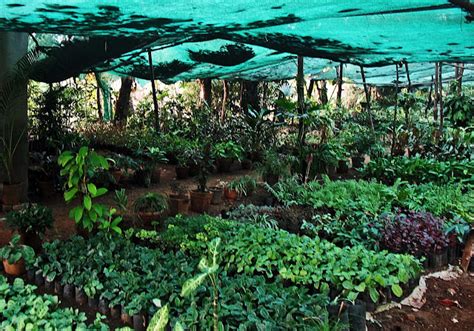 Stock Pictures: Plant Nursery