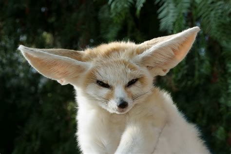 Fennec Fox | Animal Wildlife