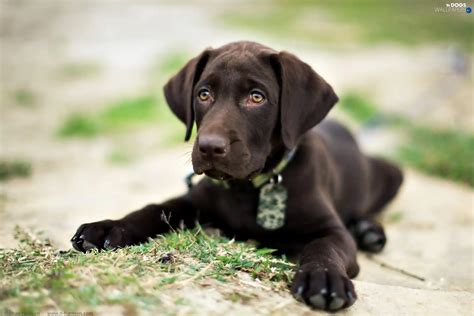 Labrador Retriever, Puppy, Brown, dog - Dogs wallpapers: 1920x1280