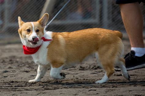 Photos: The first annual Corgi Races are here!!! | Seattle Refined